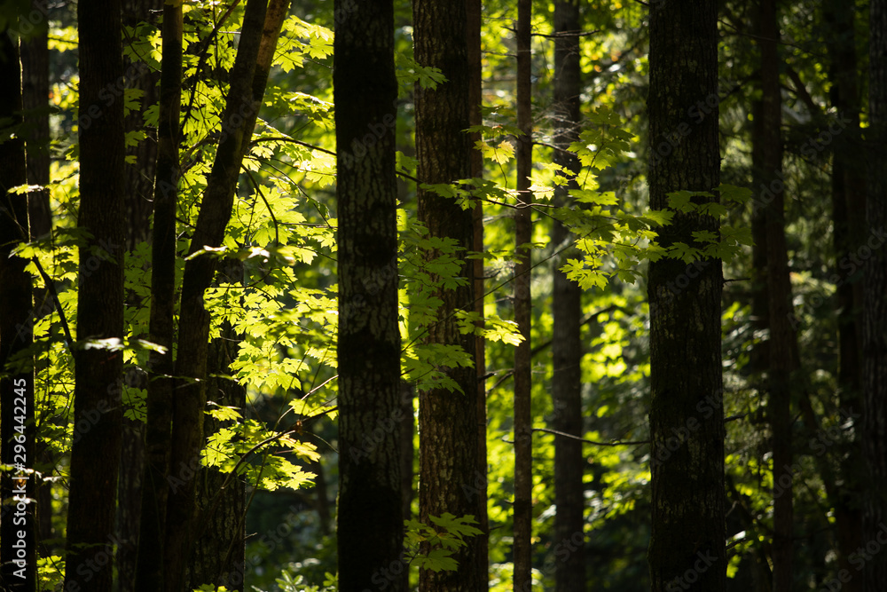 Obraz premium Sunlight shining through green leaves in the forest