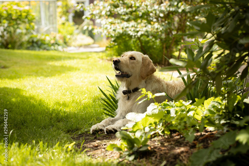 Yellow labrador dog lying in garden