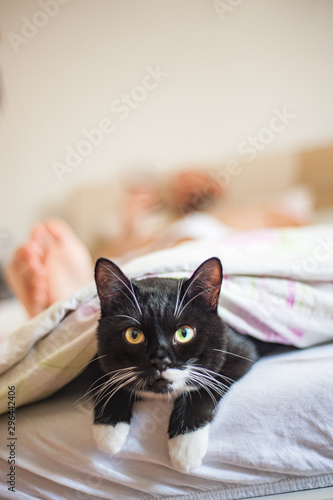 cat sleeping under the covers with owner. concept of comfort and warmth.