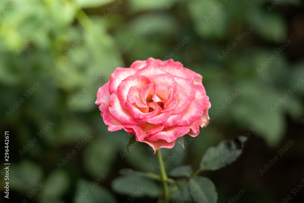 Roses in the garden Roses in the garden