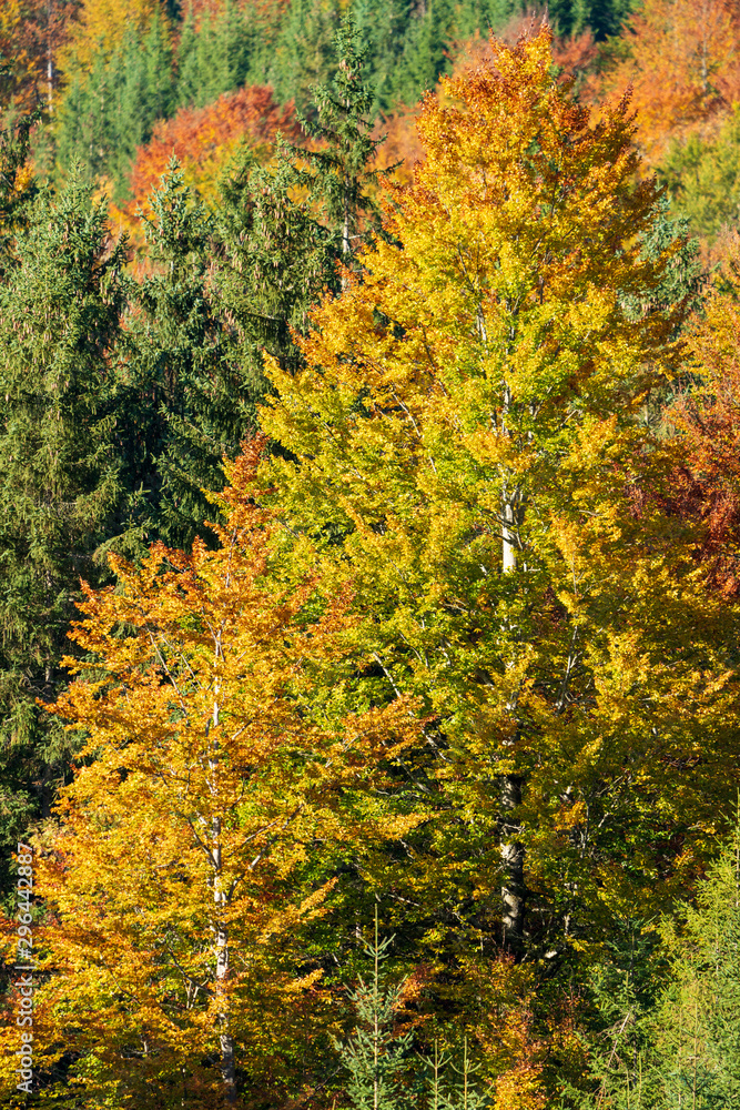 Fototapeta premium bunter Mischwald im Herbst