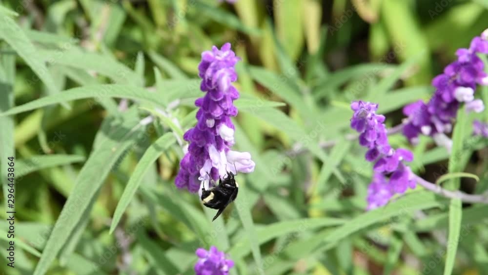 HD video one bumble bee collecting pollen from purple mexican sage flowers. HD video one bumble bee collecting pollen from purple mexican sage flowers.
