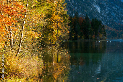 Almsee Ufer mit Schwäne im Hintergrund