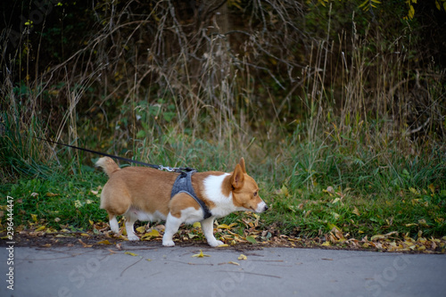 corgi