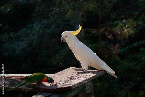 Birds of Queensland