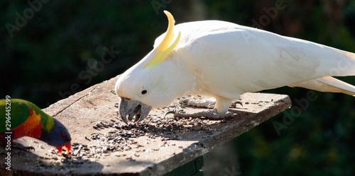 Birds of Queensland