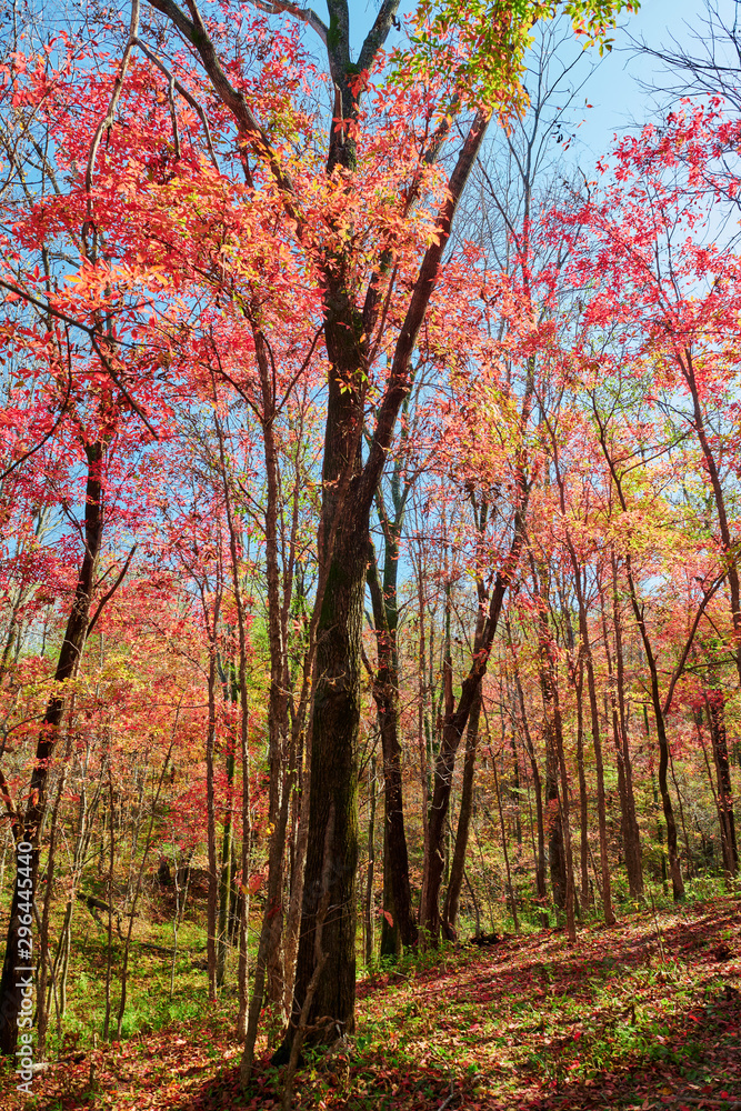 Obraz premium The beautiful autumn senic.