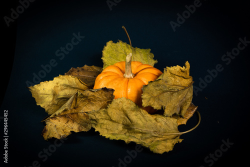Calabaza entre hojas secas