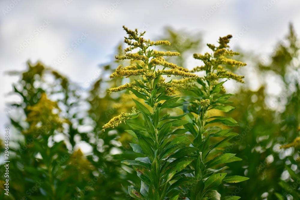 branch of a tree, Solidago Alaska branch of a tree, Solidago Alaska