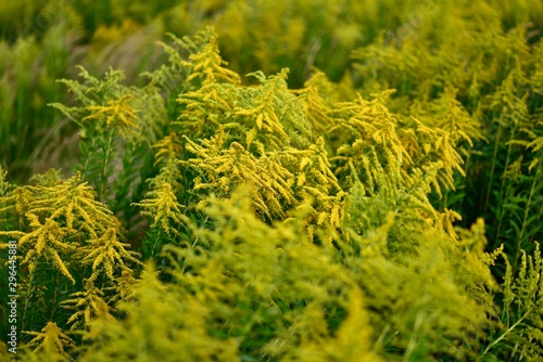 Solidago Alaska, yellow grass