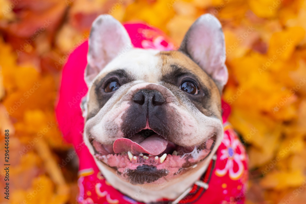 French bulldog in autumn leaves. Smile dog. Dog in overalls for a walk in the park. A little dog.