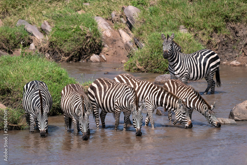 Beautiful herd of zebra drinking from a pool of water in the Sand River  Maasai Mara  Kenya as the stallion acts as a lookout.