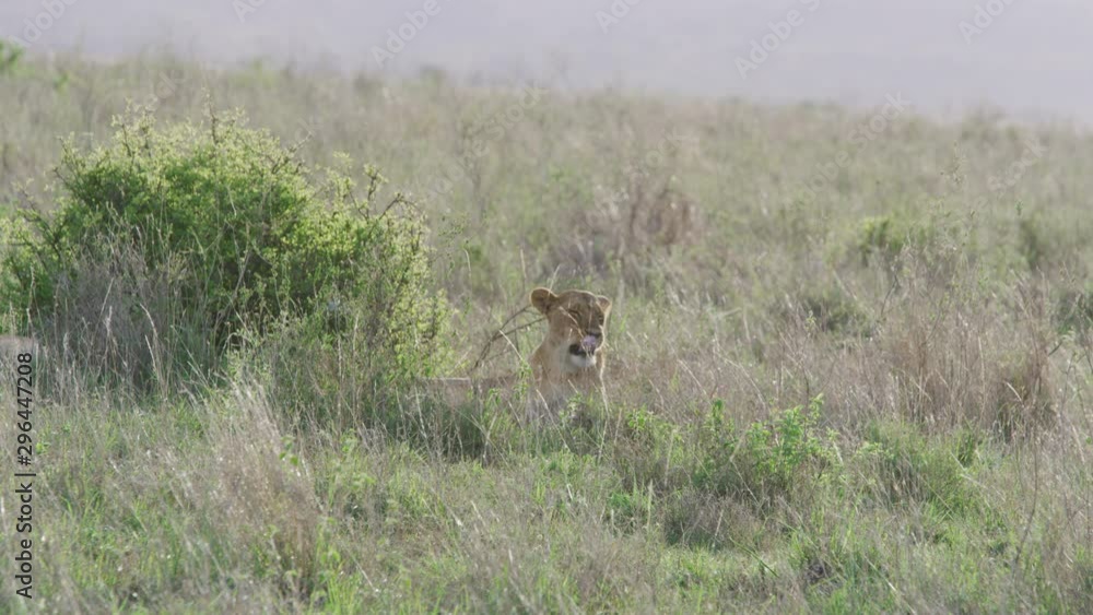 Lioness resting in Nairobi National Park Lioness resting in Nairobi National Park