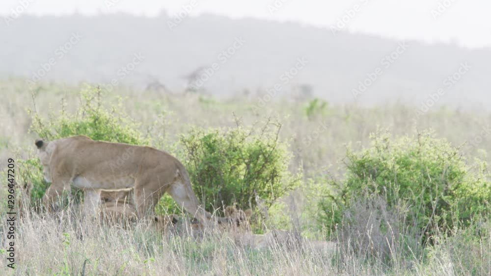 Lion walking slow motion to greet another lion Lion walking slow motion to greet another lion