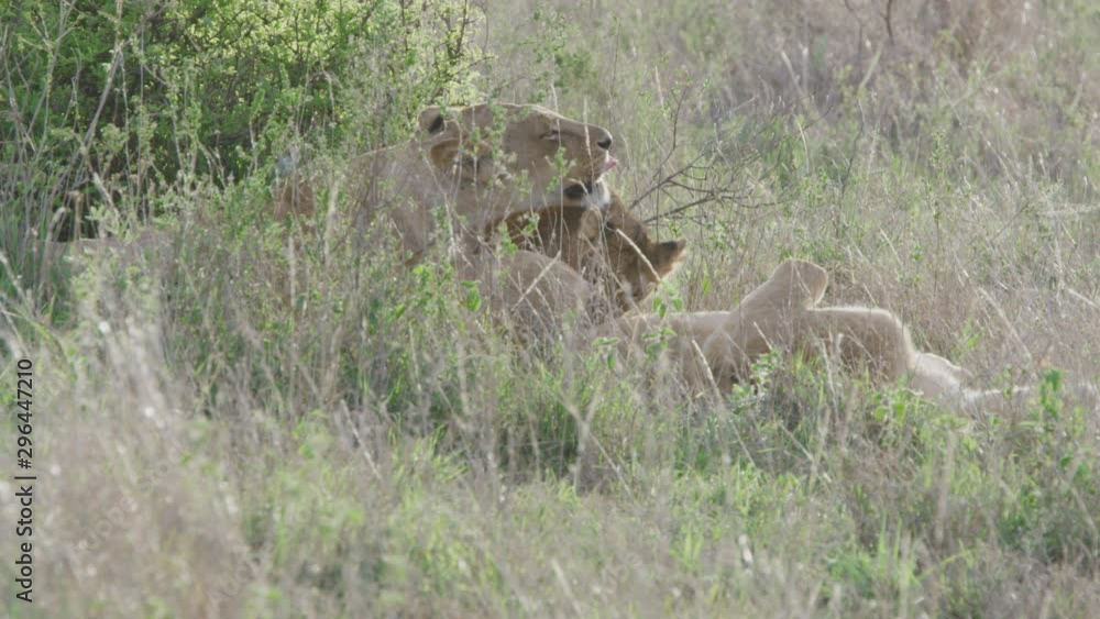 Lioness licking cub in Nairobi National Park Lioness licking cub in Nairobi National Park