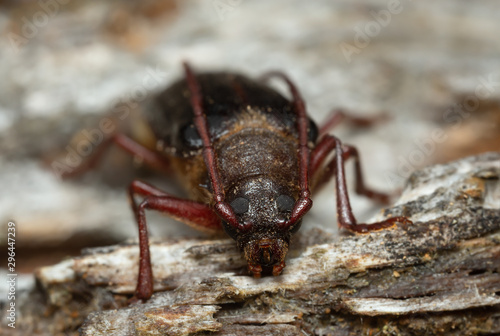 Longhorn beetle Tragosoma depsarium on decaying pine wood 