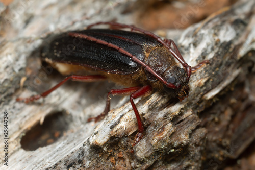 Newly hatched longhorn beetle Tragosoma depsarium on decaying pine wood 