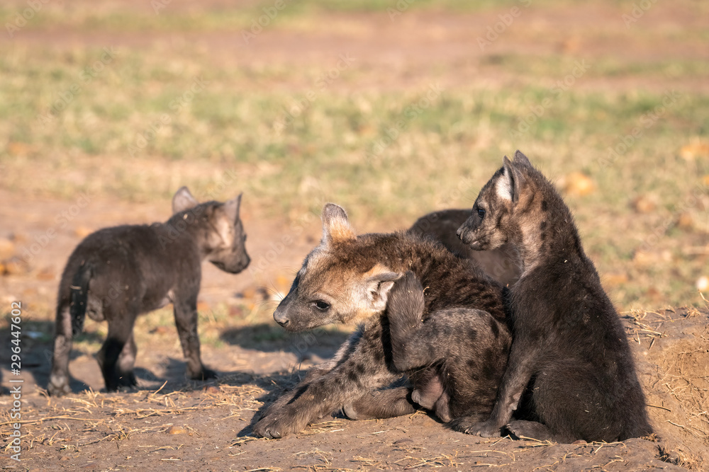 Very young hyena cubs sit in the sunshine, playing outside of their den. Image taken in the Maasai Mara, Kenya. Very young hyena cubs sit in the sunshine, playing outside of their den. Image taken in the Maasai Mara, Kenya.