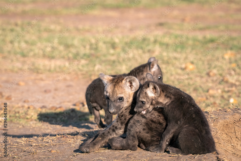 Obraz premium Very young hyena cubs sit in the sunshine, playing outside of their den. Image taken in the Maasai Mara, Kenya.