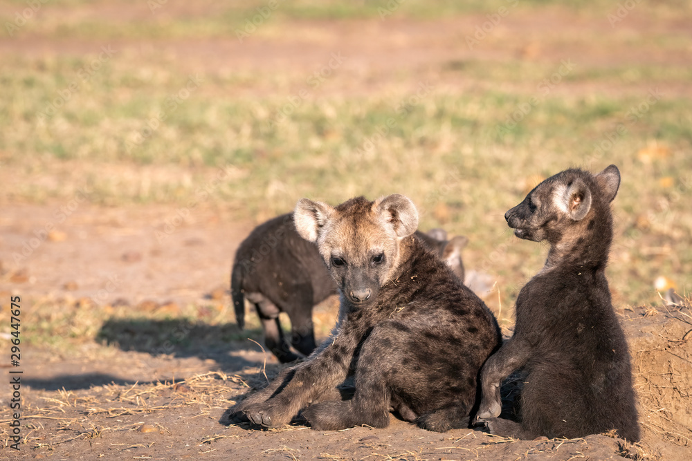 Very young hyena cubs sit in the sunshine, playing outside of their den. Image taken in the Maasai Mara, Kenya. Very young hyena cubs sit in the sunshine, playing outside of their den. Image taken in the Maasai Mara, Kenya.