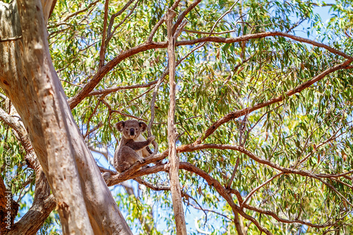 Photography Australian Koala Sitting In A Tree