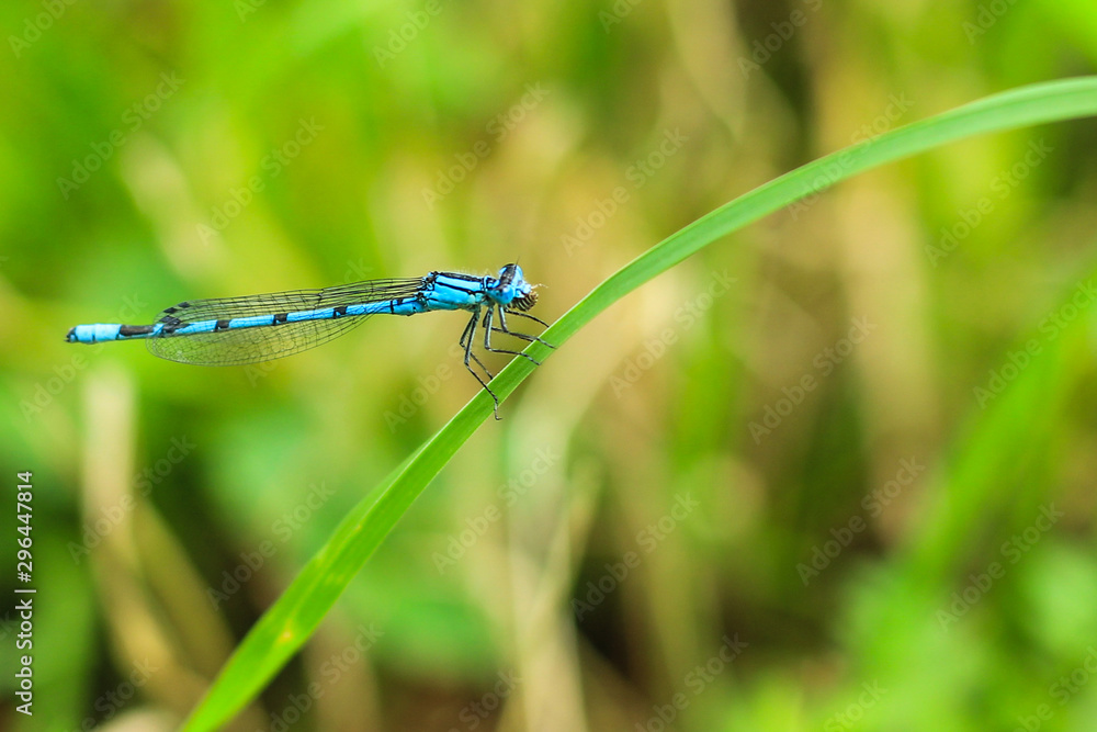 A blue damselfly eating a bee, wings swept back A blue damselfly eating a bee, wings swept back