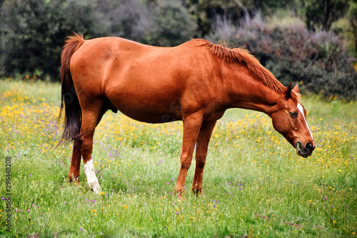 Horse on meadow