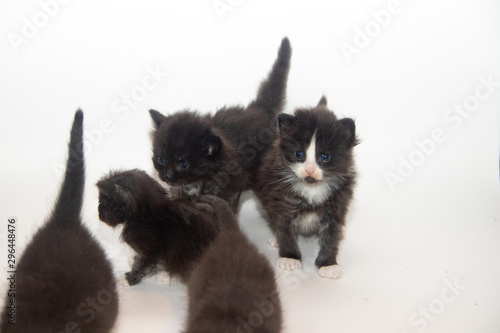 Fototapeta Naklejka Na Ścianę i Meble -  Little black kitten on a white background. Home pet. Kitten 3 weeks.