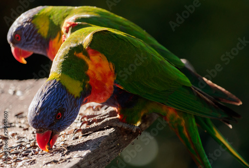 Birds of Queensland
