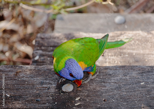 Birds of Queensland