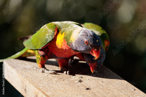 Birds of Queensland