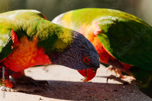 Birds of Queensland