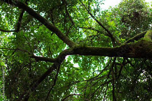 tree in the forest