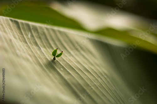 The seed of erva-de-passarinho (mistletoe, Struthanthus flexicaulis) germinating on a banana leaf. From Brazilian Atlantic Forest, MG. photo