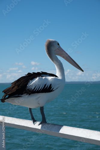 Pelican on the Hervey Bay pier 