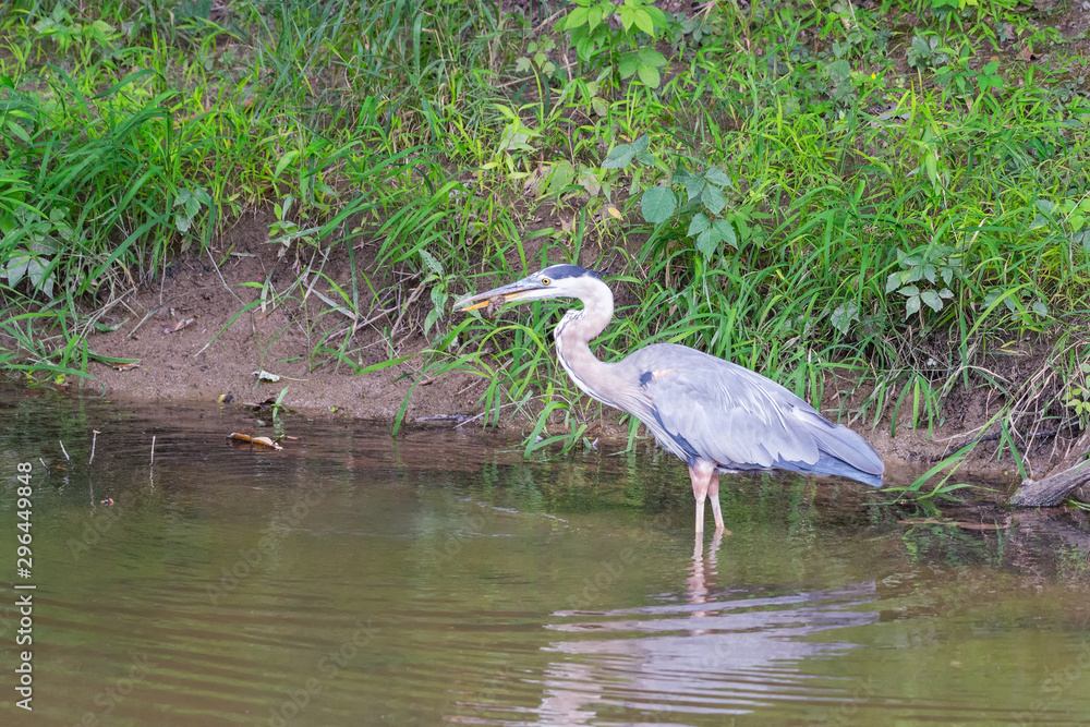 Obraz premium Great Blue Heron with prey.Cuyahoga Valley National Park.Ohio.USA