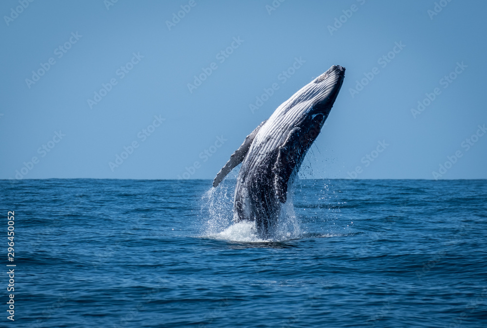 Fototapeta premium Breaching calf whale