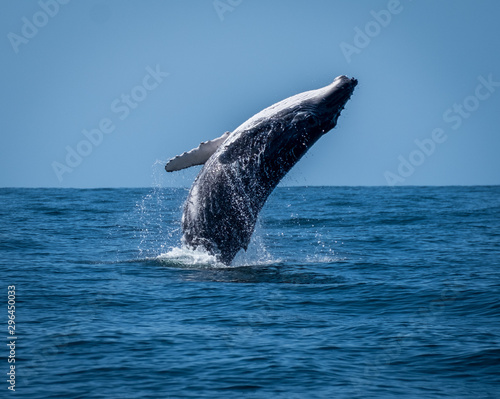 Calf whale breaching photo
