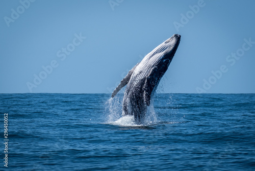 Breaching calf whale
