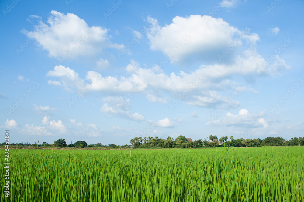 rice field and blue sky