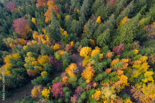 Aerial view over forest in autumn in austria