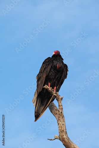 Turkey Vulture - Cathartes aura - perched on dry branch against a blue cloudscape in everglades National Park, Florida.