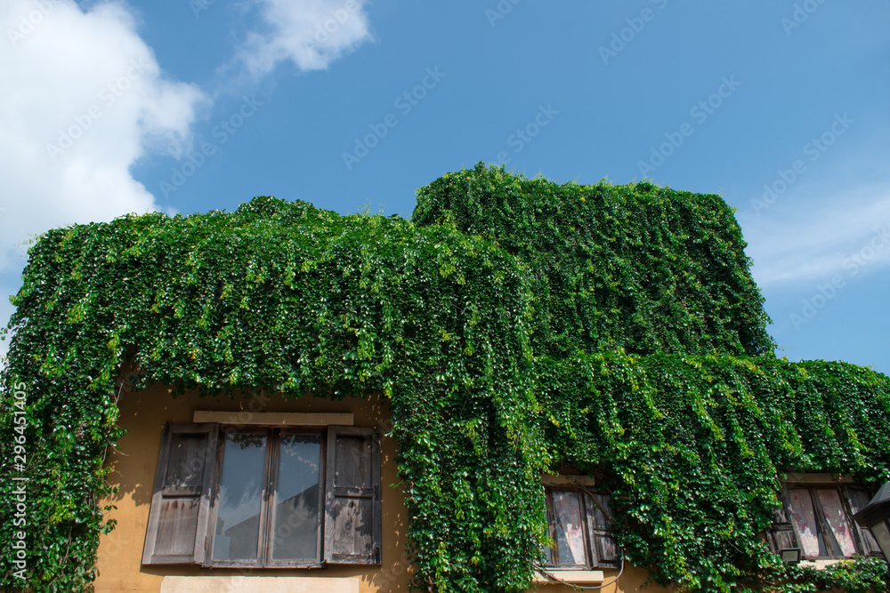 Hedges on the roof of the house with beautiful sky.