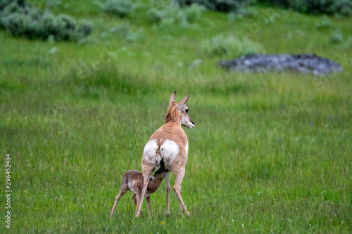 Fototapeta Naklejka Na Ścianę i Meble -  newborn pronghorn antelope and mother in Lamar Valley Yellowstone National Park 