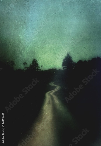 forest in fog