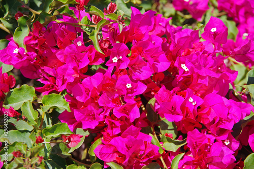 Close-up top view of bright bougainvilleas flowers on a sunny day