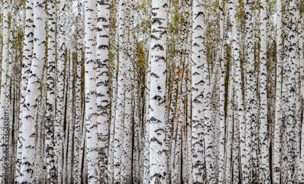 Forest texture, white birch trees as a background.