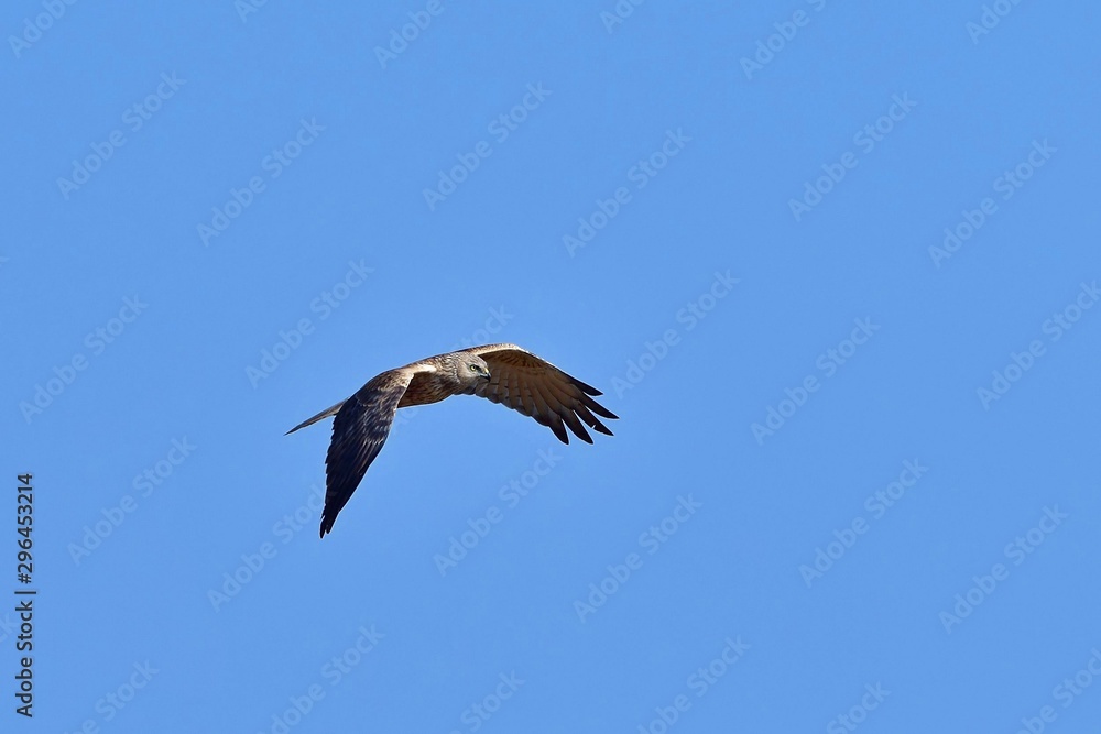 Fototapeta premium 青空バックに悠然と飛ぶチュウヒオス