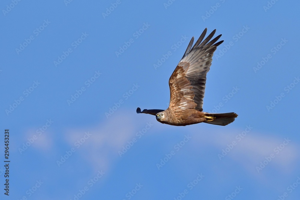 Obraz premium 青空バックに悠然と飛ぶチュウヒメス