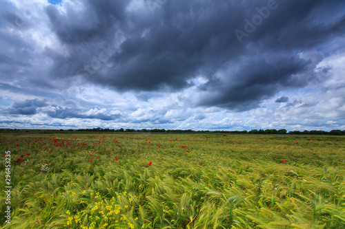 Scenic rural fields in summer, in a agricultural area in Romania, with green fields of wheat, poppy flowers, and storm clouds